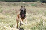 MALINOIS 363